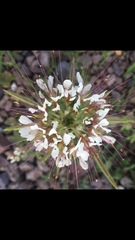 Polanisia dodecandra trachysperma