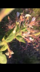 Polanisia dodecandra trachysperma