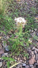 Polanisia dodecandra trachysperma