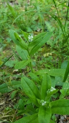 Myosotis verna