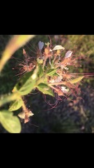 Polanisia dodecandra trachysperma