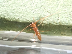 Eurymerus eburioides