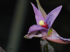 Thelymitra formosa × t hatchii