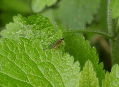 Empis trigramma