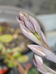 Thelymitra formosa × t hatchii