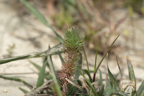 Image of Euphorbia aleppica by (c) Eleftherios Katsillis, some rights reserved (CC BY)