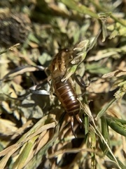 Forficula auricularia