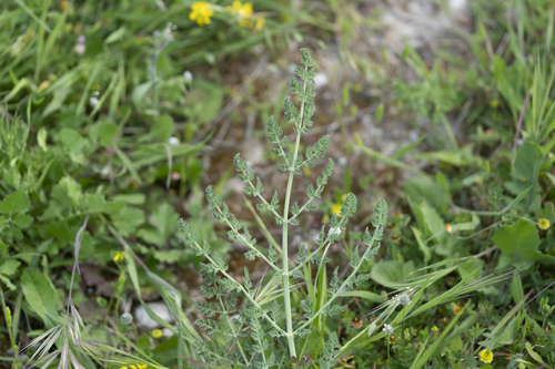 Image of Echinophora sibthorpiana by (c) Eleftherios Katsillis, some rights reserved (CC BY)
