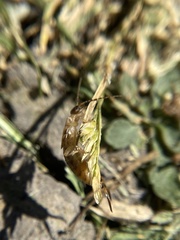 Forficula auricularia