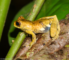 Dendropsophus kamagarini
