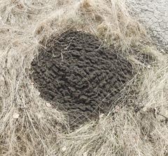 Spalax microphthalmus