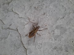 Naupactus dissimilis