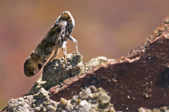 Tachycixius