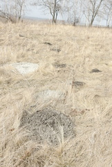 Spalax microphthalmus