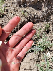 Hesperomecon linearis