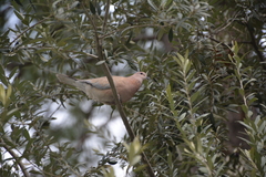 Streptopelia senegalensis