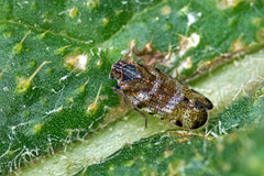 Tachycixius