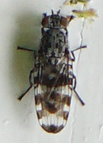 Pseudotephritis