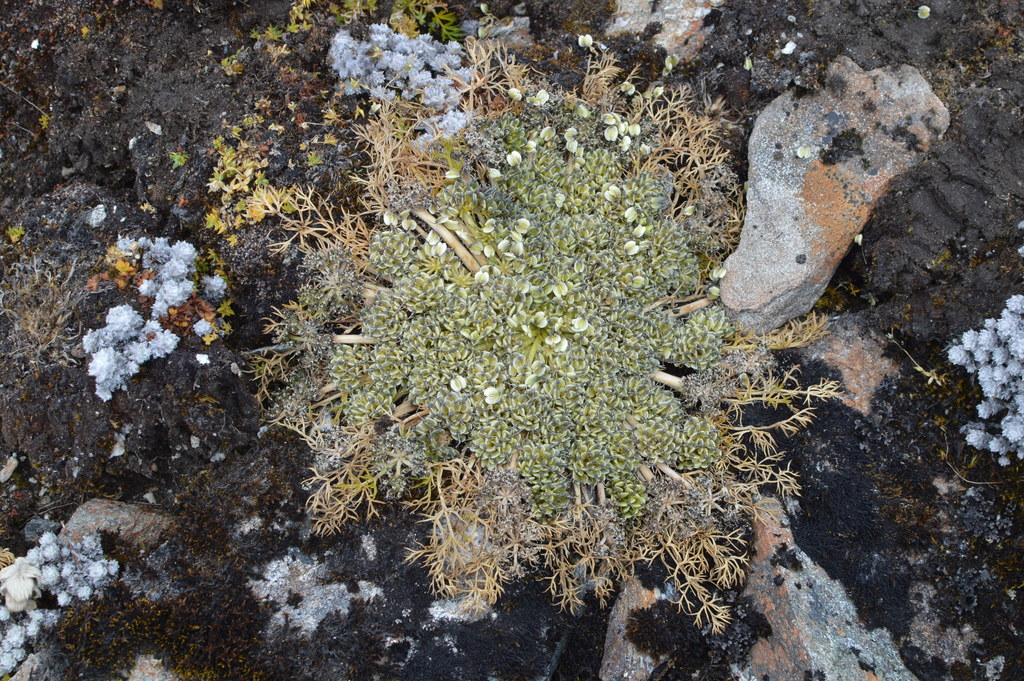 Cortiella