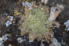 Cortiella cortioides