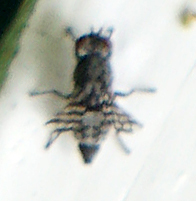 Pseudotephritis