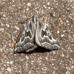 Plataea californiaria