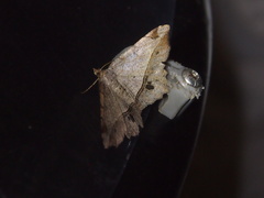 Chiasmia monticolaria