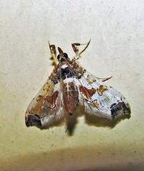 Neoleucinodes elegantalis