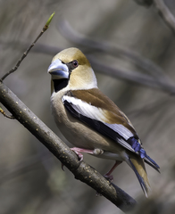 Hawfinch photo 5