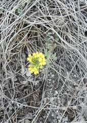Alyssum montanum gmelinii