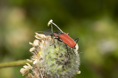 Malachius coccineus
