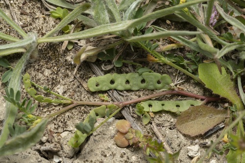 Image of Hippocrepis unisiliquosa by (c) Eleftherios Katsillis, some rights reserved (CC BY)