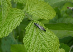 Achaius oratorius