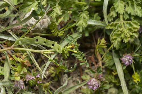Image of Hippocrepis unisiliquosa by (c) Eleftherios Katsillis, some rights reserved (CC BY)