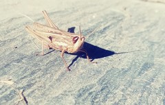 Amblytropidia australis