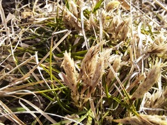 Carex humilis