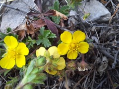 Potentilla crantzii