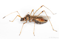 Gampsocoris culicinus