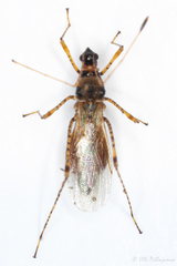 Gampsocoris culicinus