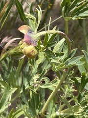Paeonia californica