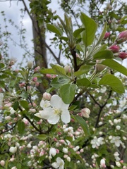 Malus