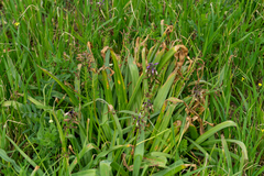 Muscari comosum