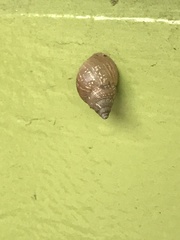 Bulimulus bonariensis