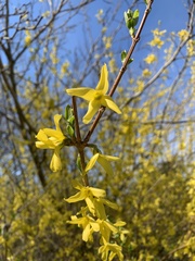 Forsythia suspensa