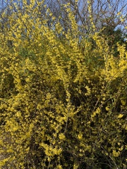 Forsythia suspensa
