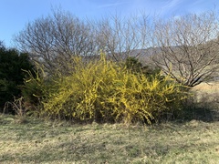 Forsythia suspensa