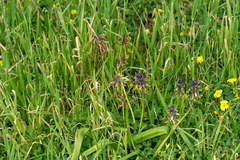 Muscari comosum