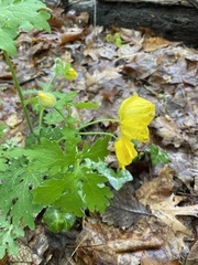 Stylophorum diphyllum