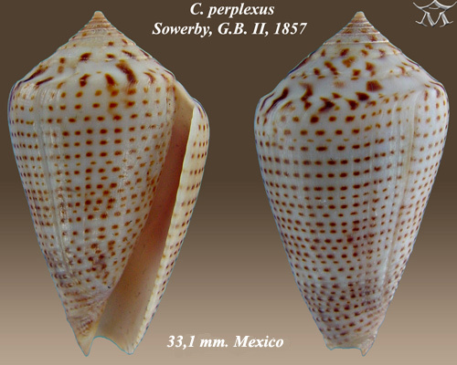 Conasprella perplexa