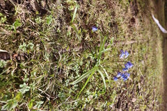Scilla siberica